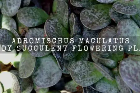 Adromischus Maculatus : Hardy Succulent Flowering Plants