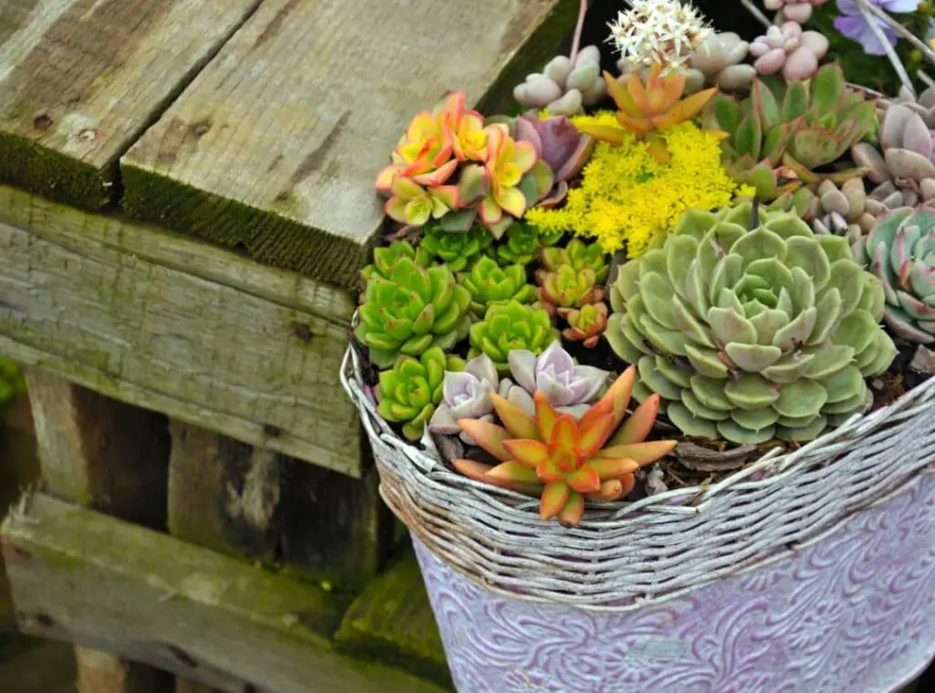 Best Succulents To Pair Together