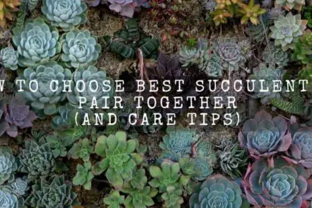 How To Choose Best Succulents To Pair Together (And Care Tips)