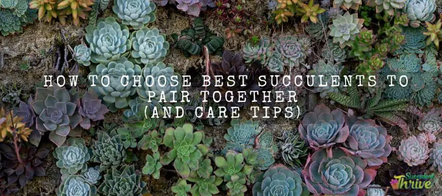 Best Succulents To Pair Together