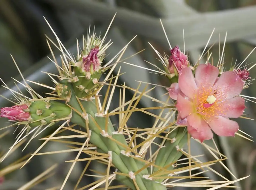 Cylindropuntia varieties