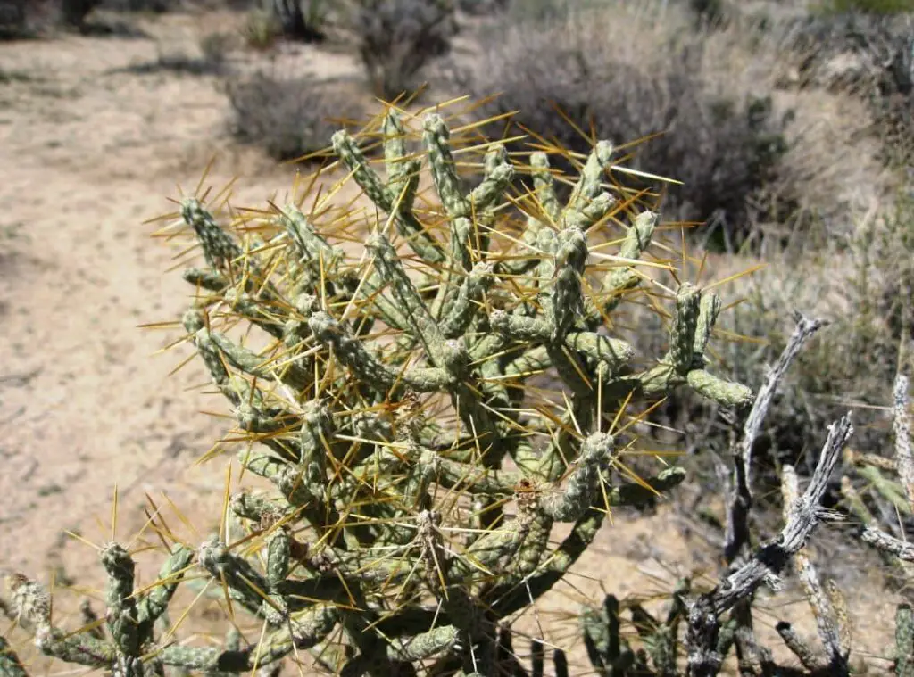 Cylindropuntia varieties