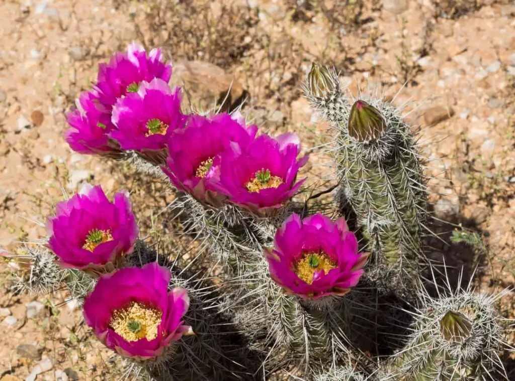 Blooming cactus