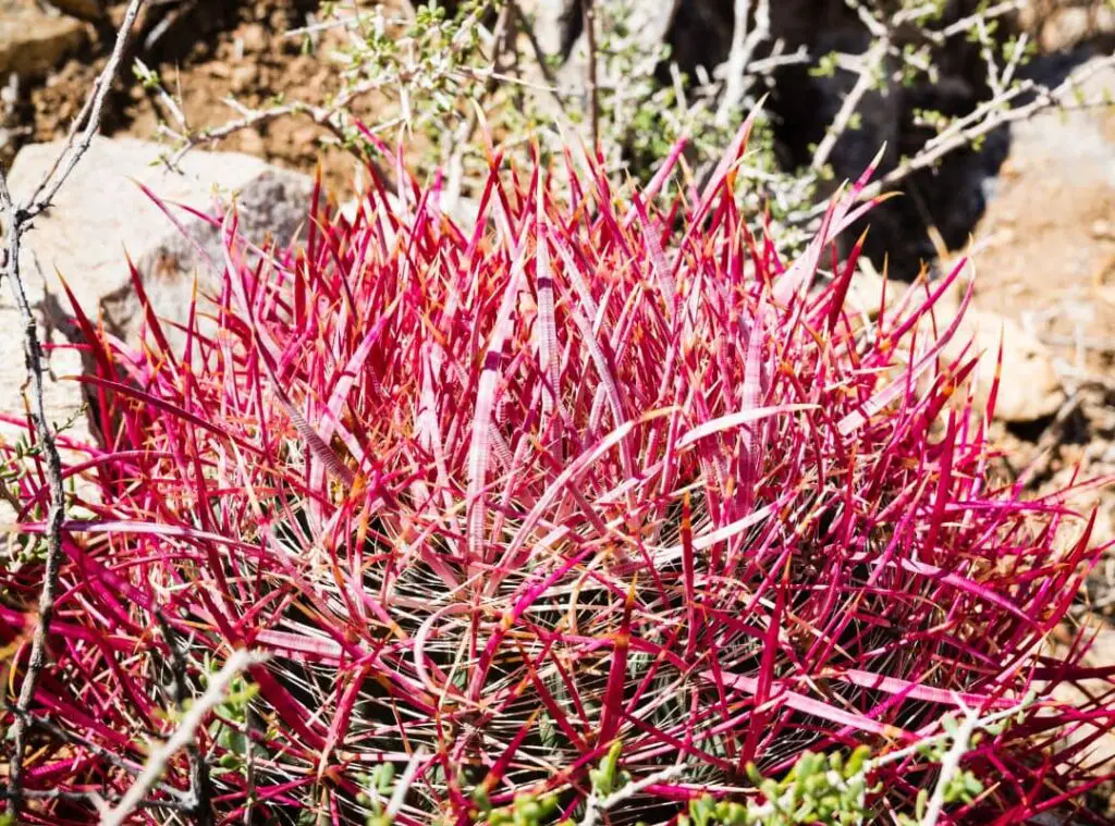 Pink Cactus