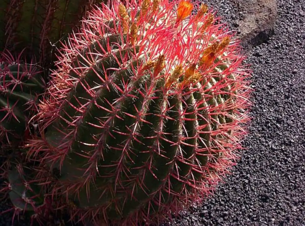 Pink Cactus