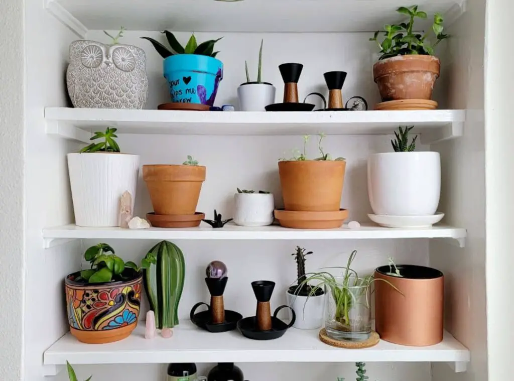 Indoor Succulent Shelf