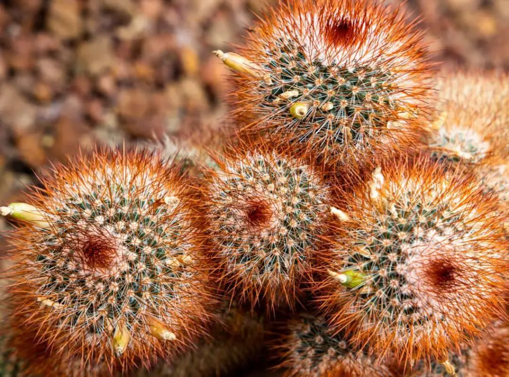 Pink Cactus