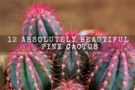 12 Absolutely Beautiful Pink Cactus You Should Know