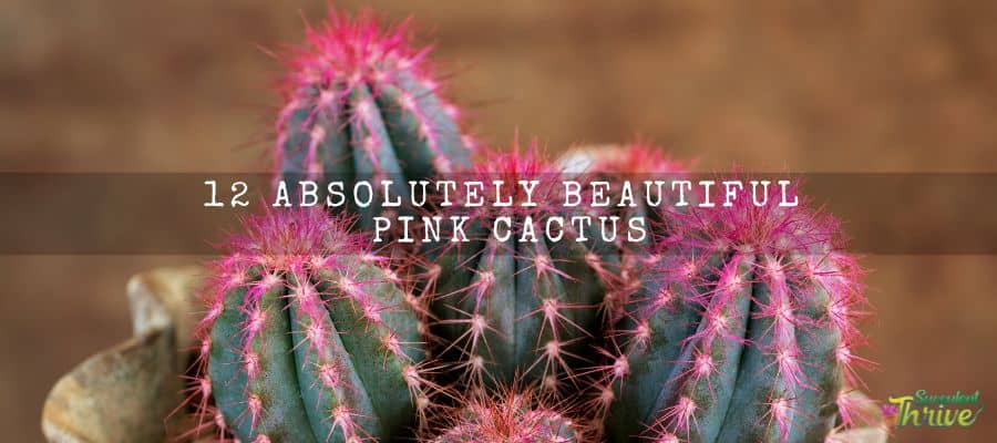 Pink Cactus