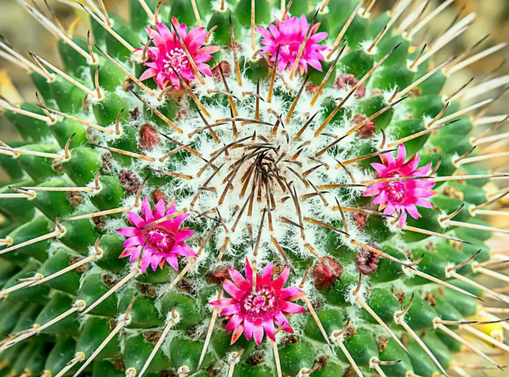 Blooming cactus