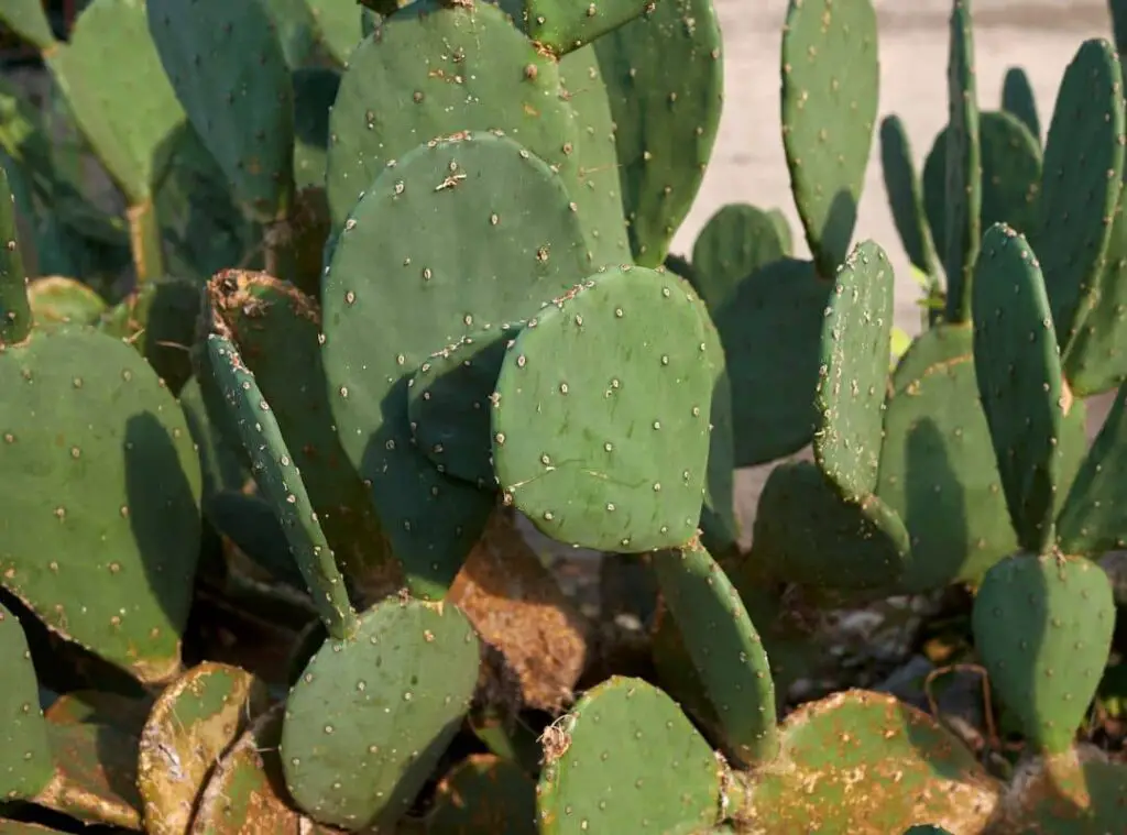 Sammons Opuntia Virus