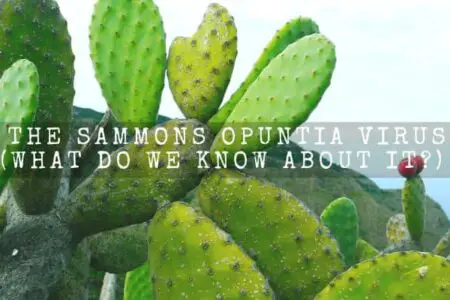 The Sammons Opuntia Virus (What Do We Know About It?)
