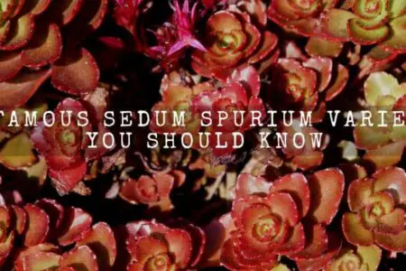 12 Famous Sedum Spurium Varieties You Should Know
