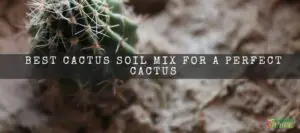 Best Cactus Soil Mix