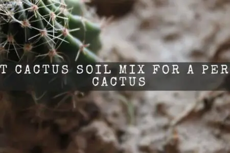 Best Cactus Soil Mix For A Perfect Cactus
