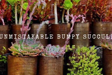 20 Unmistakable Bumpy Succulents