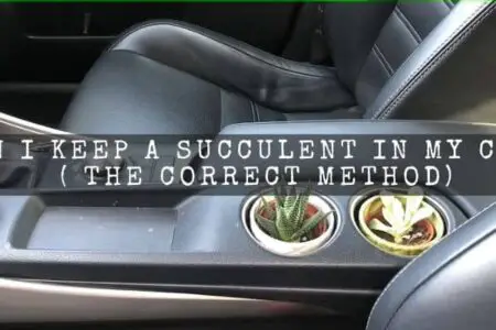 Can I Keep A Succulent In My Car? ( The Correct Method)