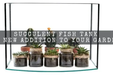 Succulent Fish Tank : A New Addition To Your Garden