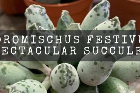 Adromischus Festivus | Spectacular Succulent |