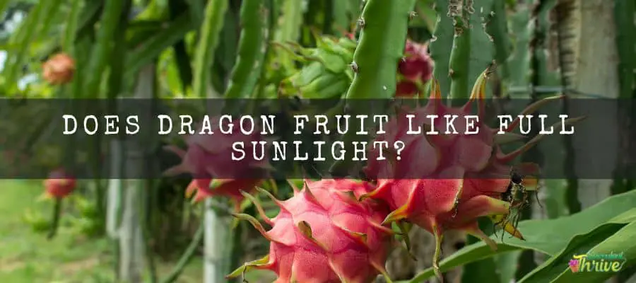 Does Dragon Fruit Like Full Sunlight