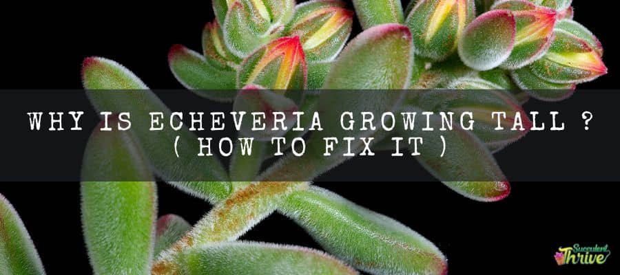 Echeveria Growing Tall