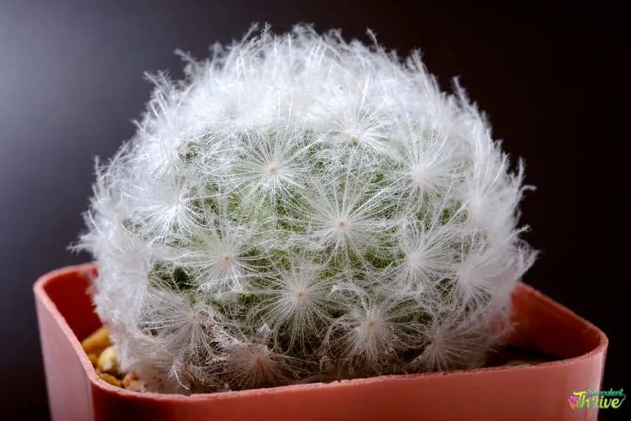 small Cactus