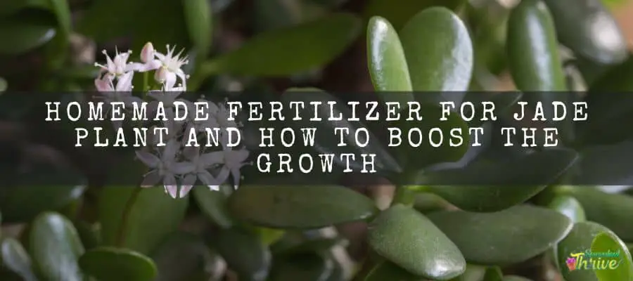 Homemade Fertilizer For Jade Plant