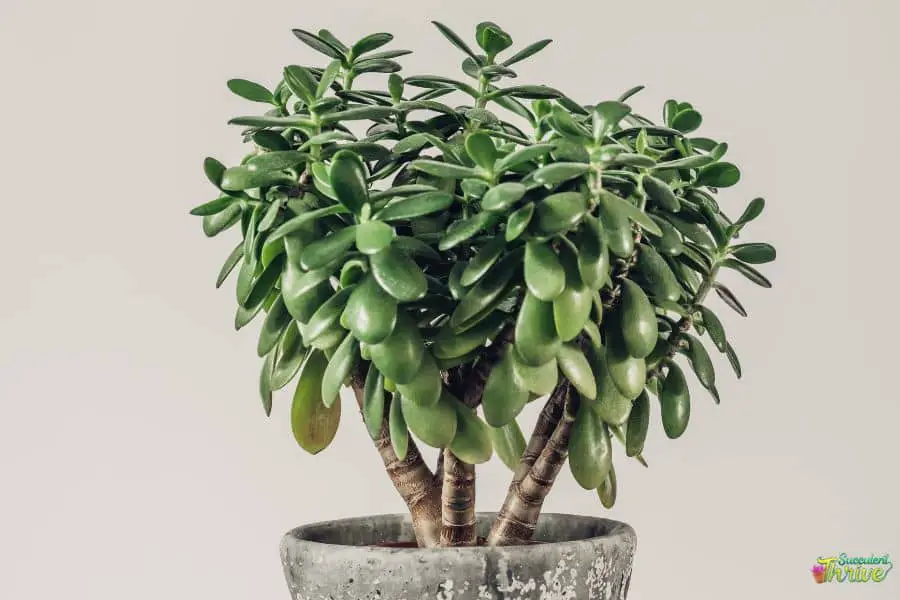 How To Grow A Jade Plant Into A Tree