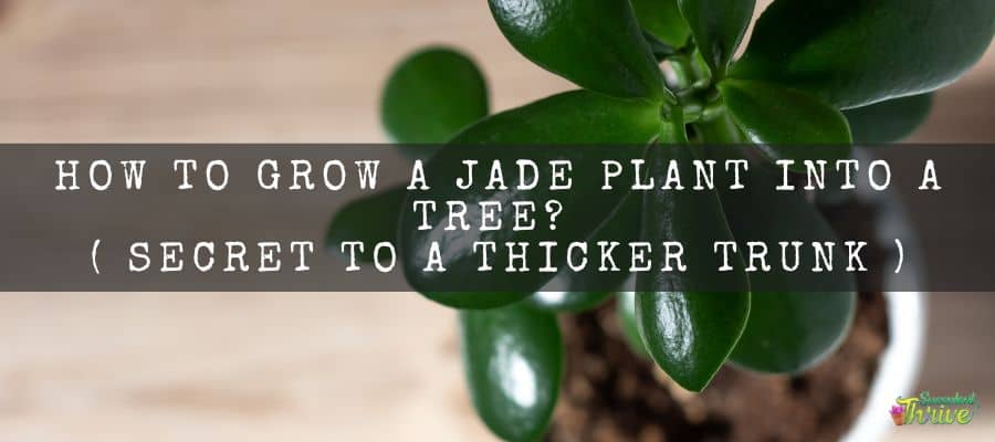 How To Grow A Jade Plant Into A Tree