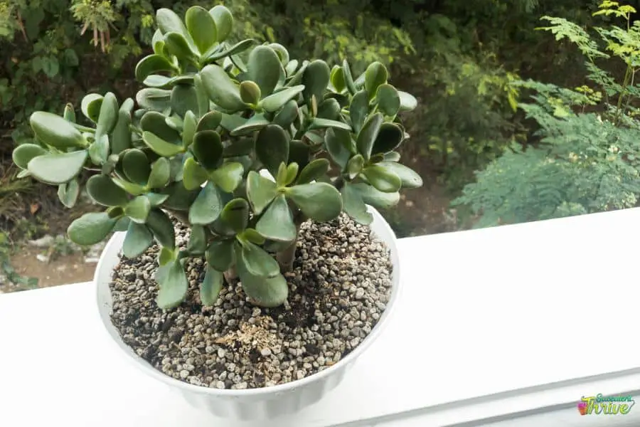 How To Grow A Jade Plant Into A Tree