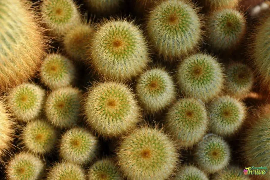 small Cactus