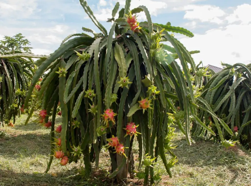 Does Dragon Fruit Like Full Sunlight