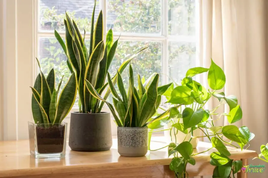 Best Pot For Snake Plants