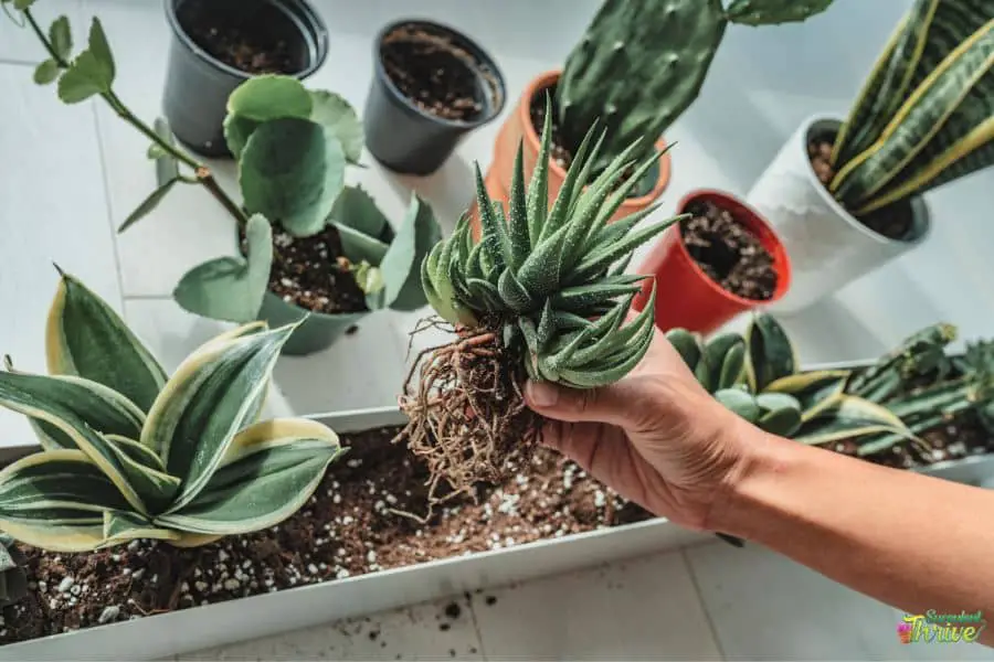 Best Pot For Snake Plants