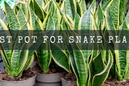 Best Pot For Snake Plants