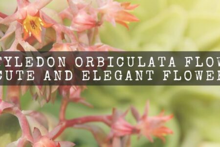 Cotyledon Orbiculata Flower : Cute And Elegant Flower