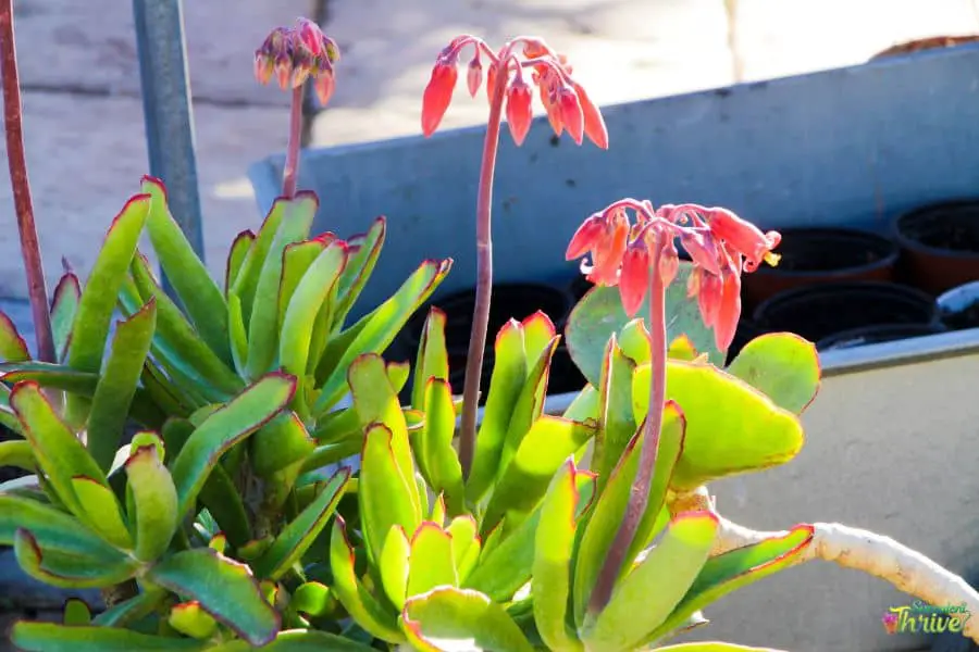 Cotyledon Orbiculata Flower 