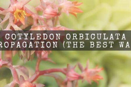 Cotyledon Orbiculata Propagation : 5 Best Ways