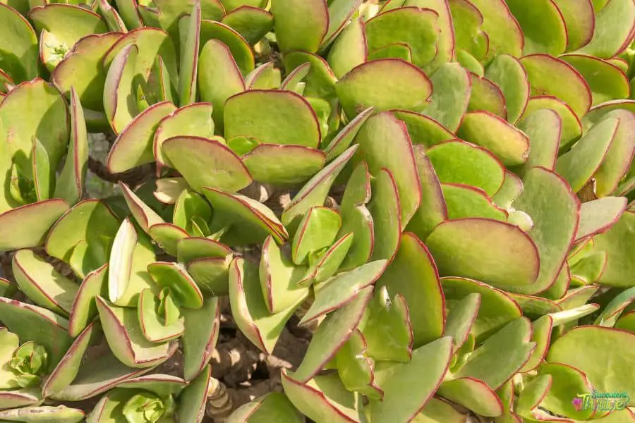 Cotyledon Orbiculata Propagation