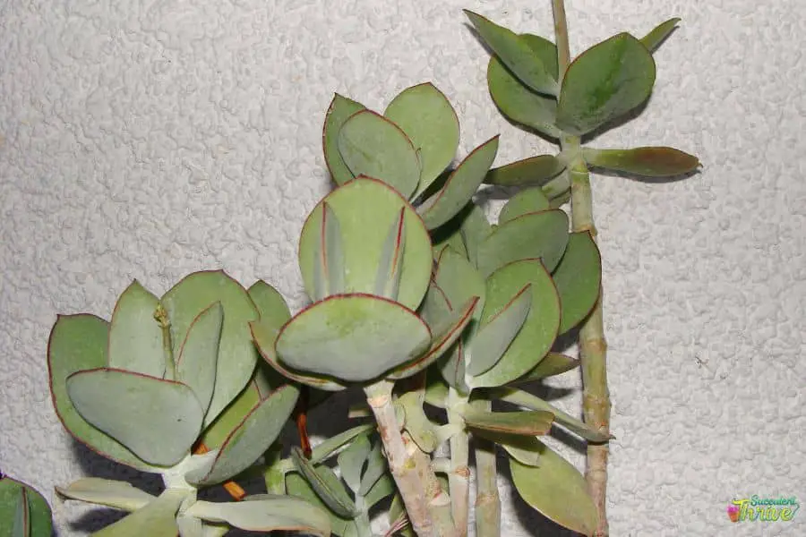 Cotyledon Orbiculata Propagation