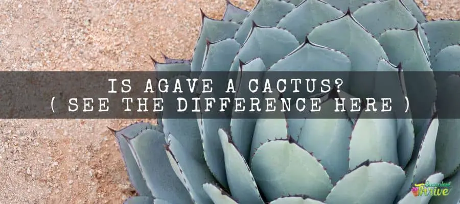 Is Agave A Cactus