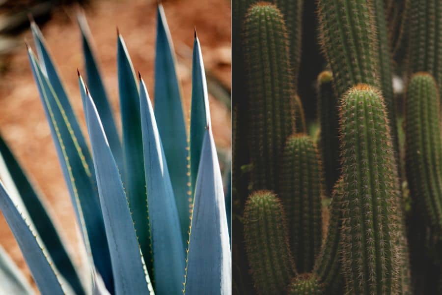 Is Agave A Cactus