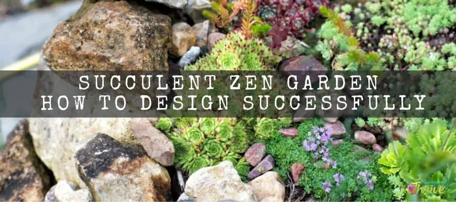 Succulent Zen Garden