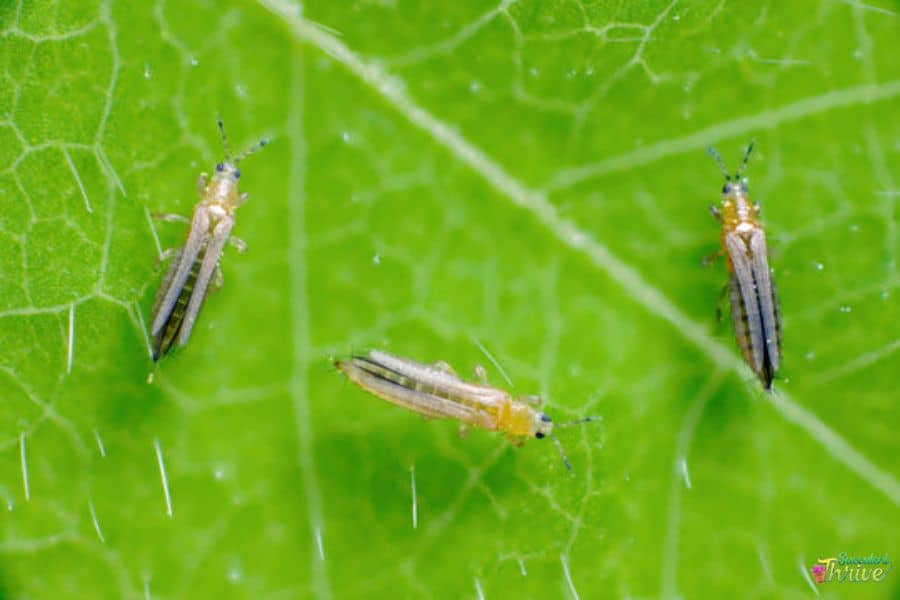 Thrips On Succulents