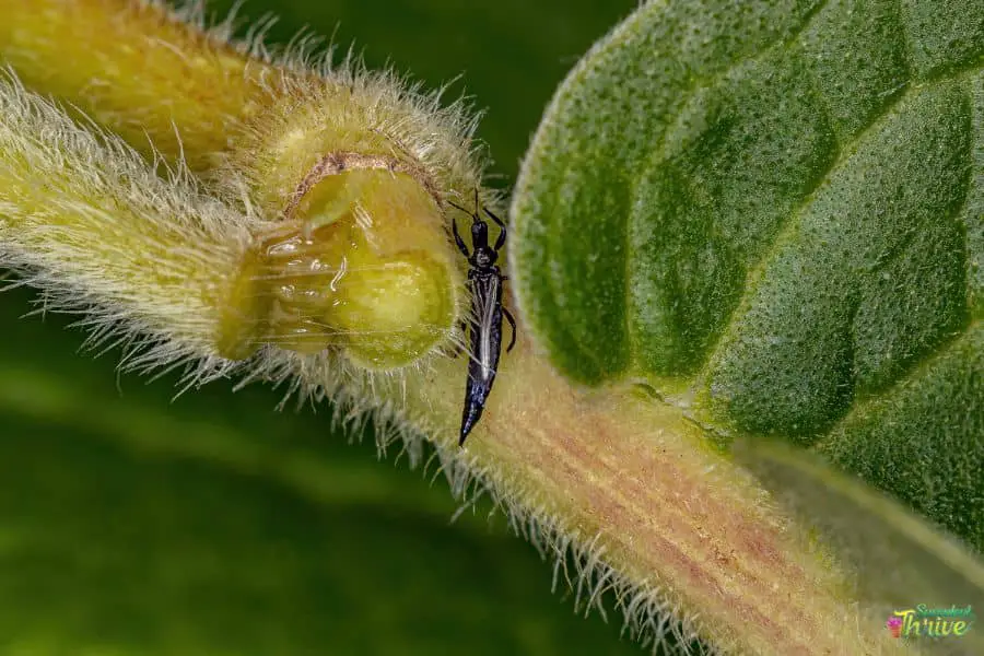 Thrips On Succulents