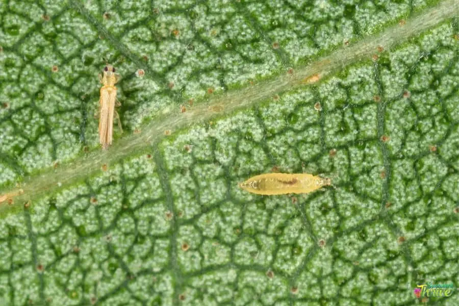 Thrips On Succulents