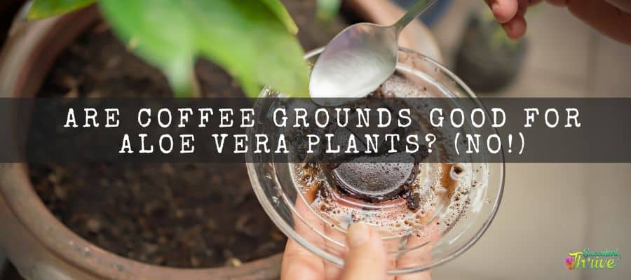 Are Coffee Grounds Good For Aloe Vera Plants