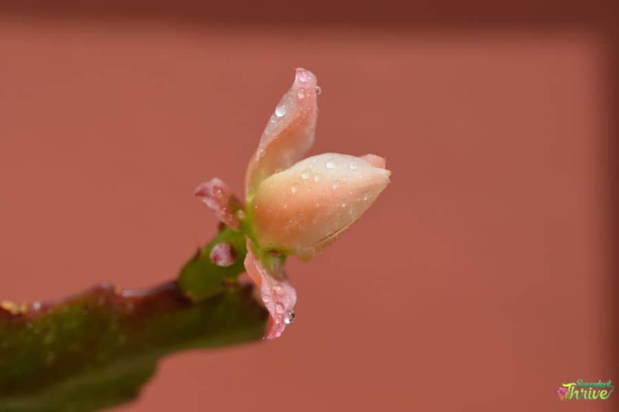 Cactus Flower Buds Falling Off