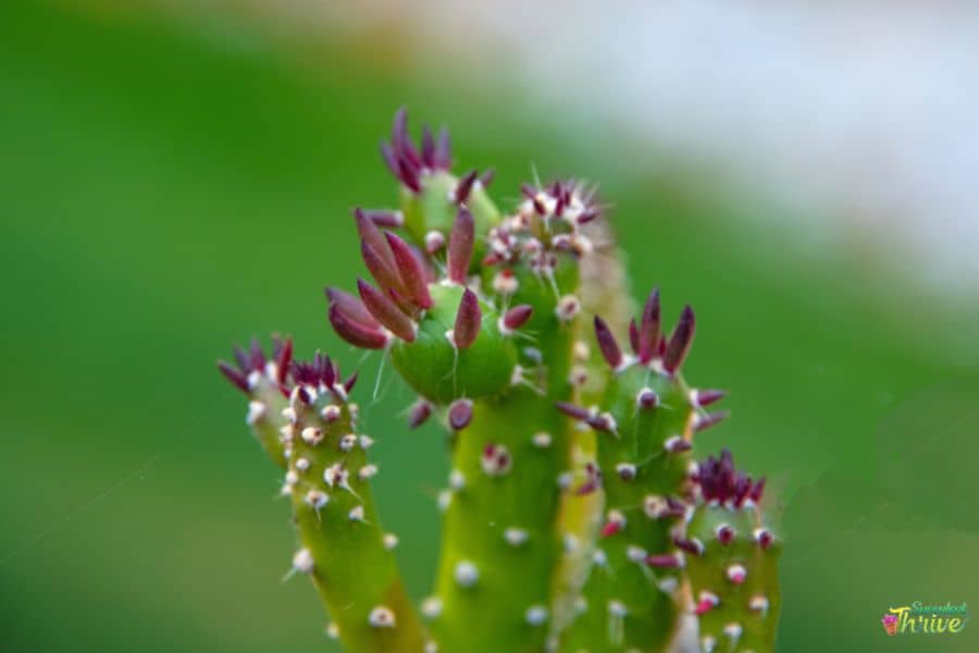 Cactus Flower Buds Falling Off