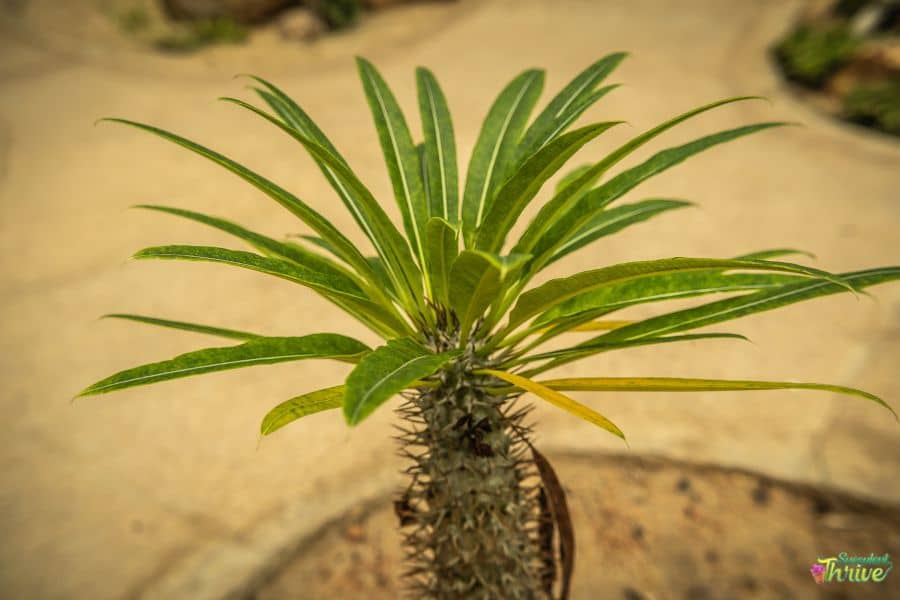 Pachypodium Lamerei